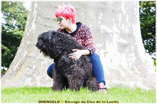 DHENGELO SITE WEB ELEVAGE DU CLOS DE LA LUETTE SPECIALISE POUR LE BOUVIER DES FLANDRES ©